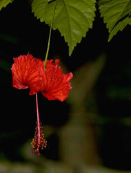 1669-hibiscus flower